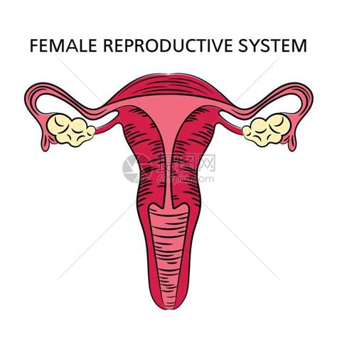 女人生殖器|小知识:女性生殖系统